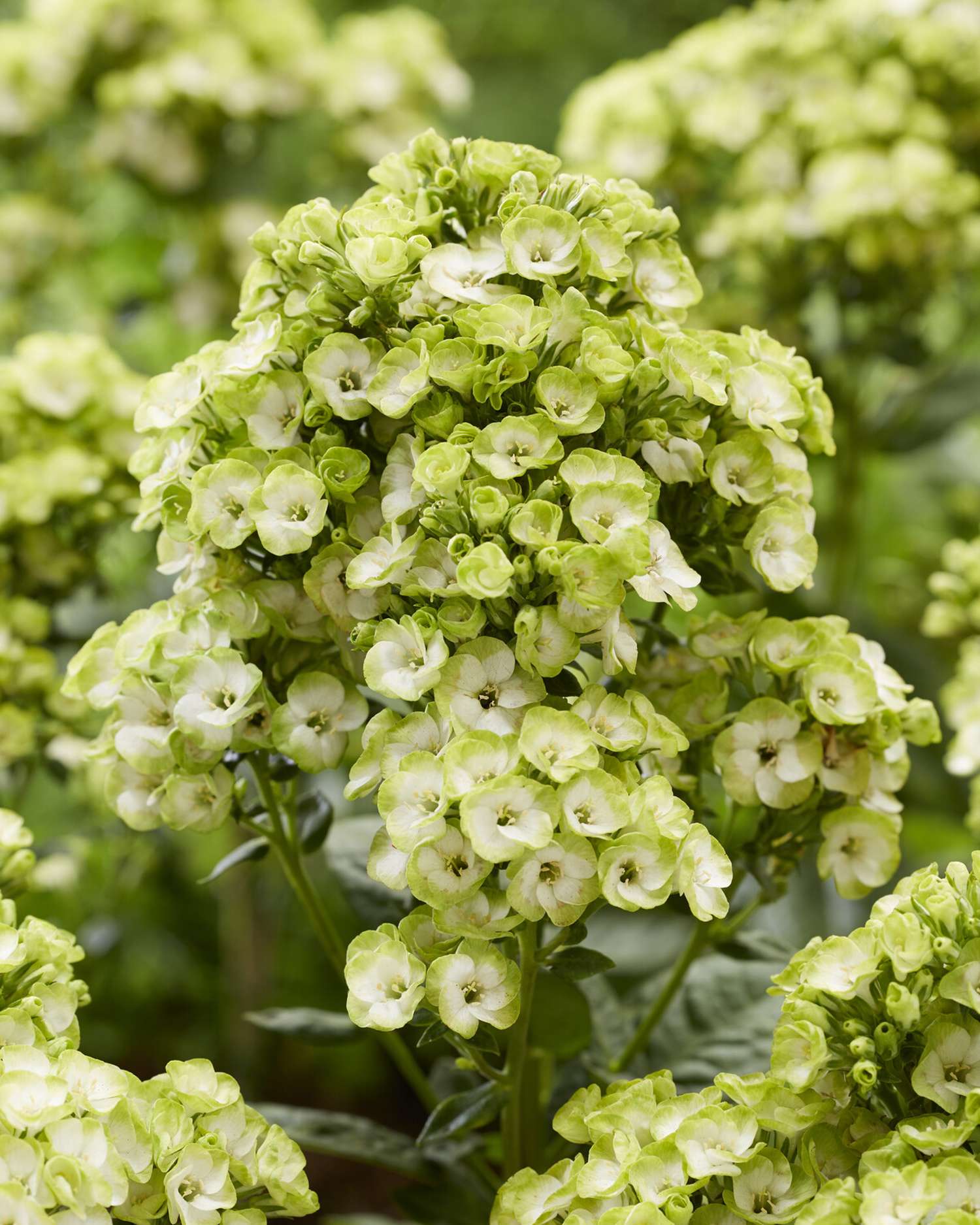 Flammenblumen 'Orchid Green'